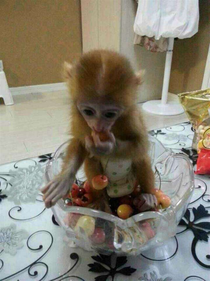 怎么办假俄勒冈州结婚证